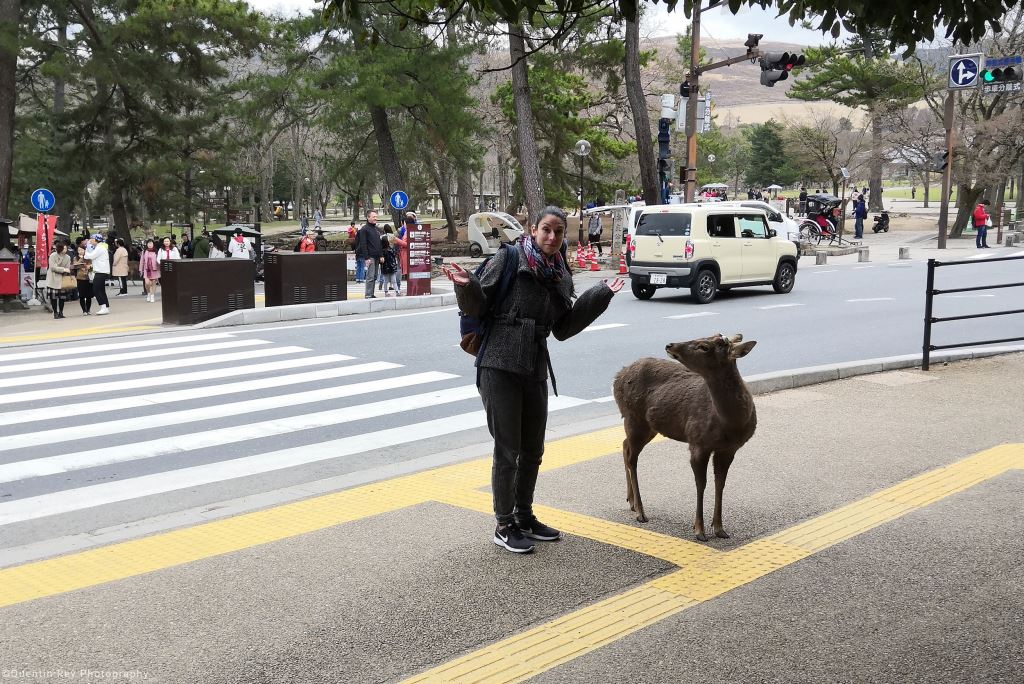 Arrivée au Parc de Nara, les cerfs sont déjà là !